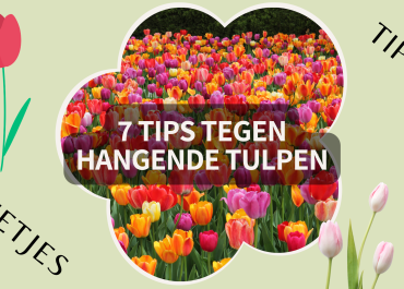 7 Tips om Hangende Tulpen te Voorkomen
