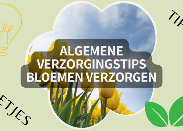 6 Essentiële verzorgingstips voor langdurig bloemenplezier