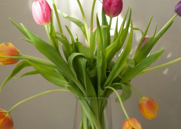7 tips tegen hangende tulpen
