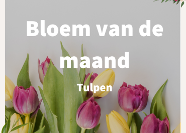 <a>Tulpen</a>