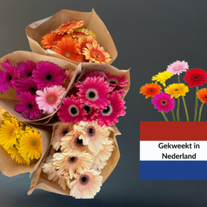 Gerbera (per 5 bossen)