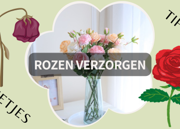 Rozen verzorgen - Hoe zorg je ervoor dat rozen lang in de vaas blijven staan?