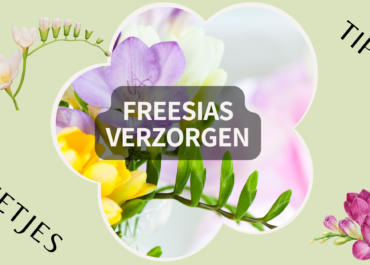 De waarheid over fresia's verzorgen: suiker en 7-up ontmaskerd