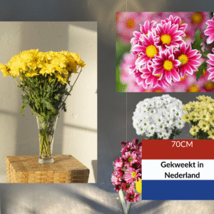 Bloemen